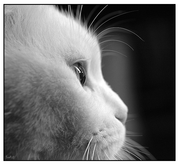 photo "***" tags: nature, pets/farm animals