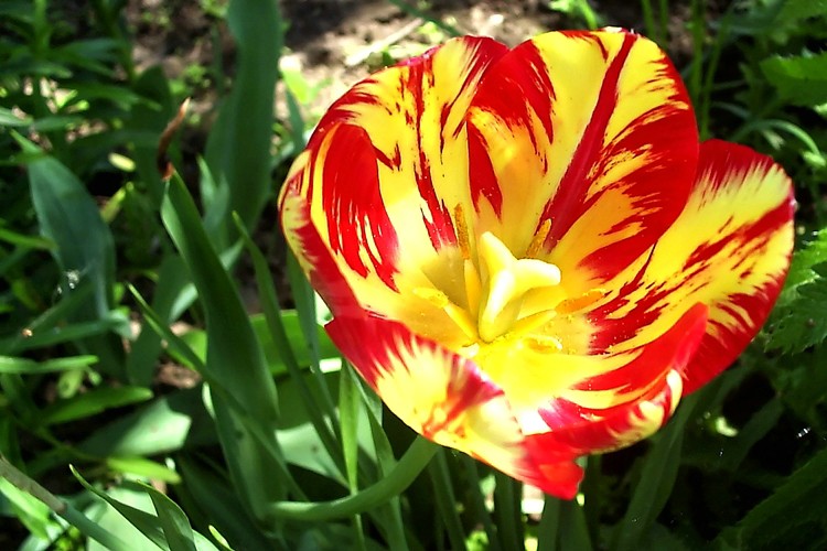 photo "Simple tulip" tags: nature, flowers
