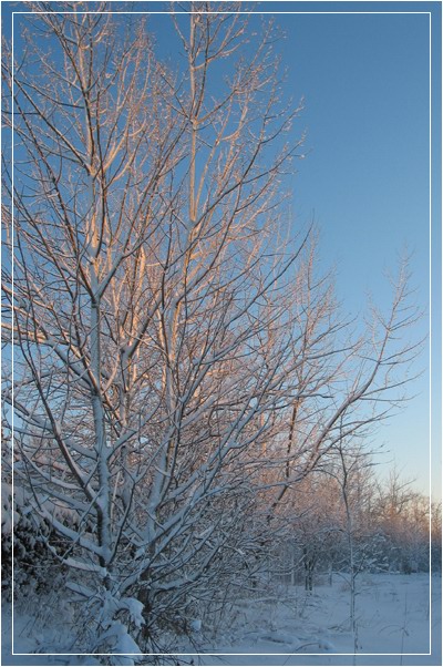 фото "Trees at setting sun (QC)" метки: пейзаж, зима, лес