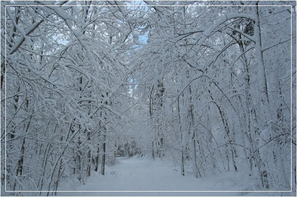 фото "White path (QC)" метки: пейзаж, зима, лес
