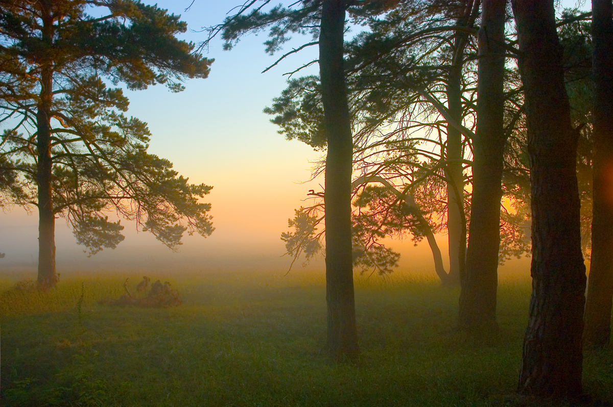 photo "look from wood" tags: landscape, summer