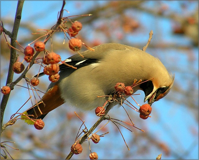 photo "***" tags: nature, wild animals