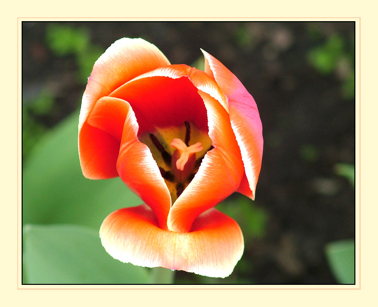 фото "Tulip..." метки: макро и крупный план, природа, цветы