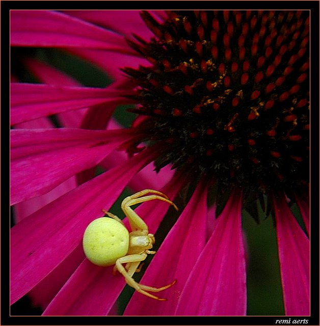 photo "white spider" tags: nature, insect