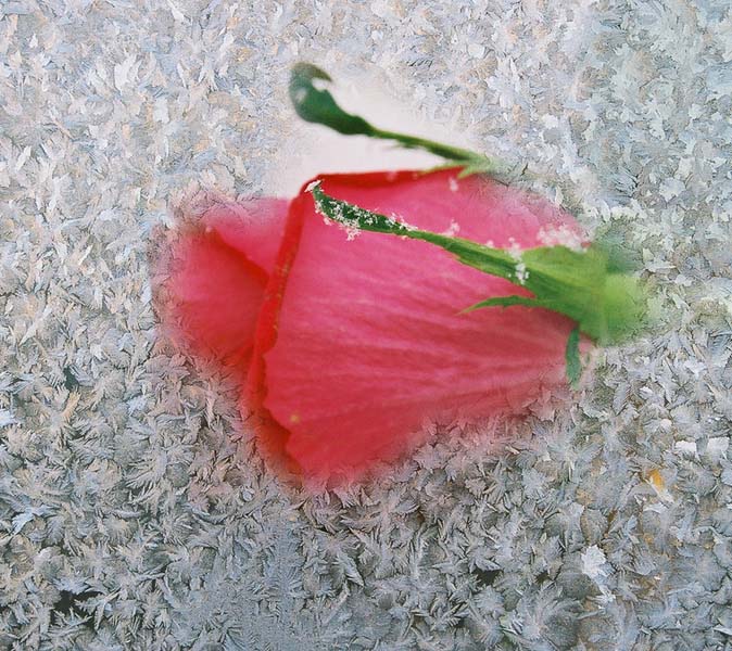 photo "Rose and frost" tags: misc., 
