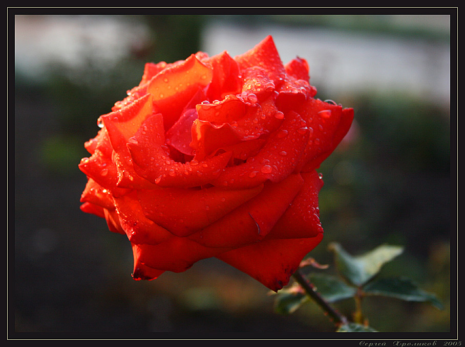 photo "***" tags: nature, flowers