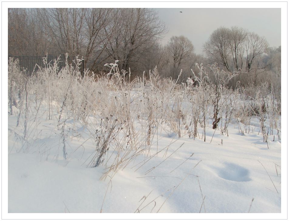 photo "The herbs, the snow and the alone bird" tags: landscape, winter