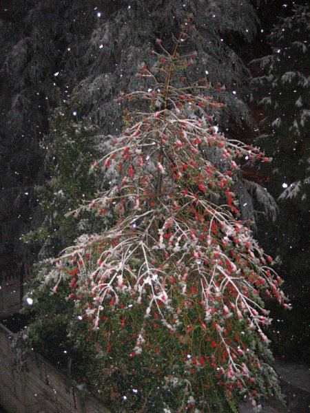 photo "Xmas Tree" tags: landscape, 
