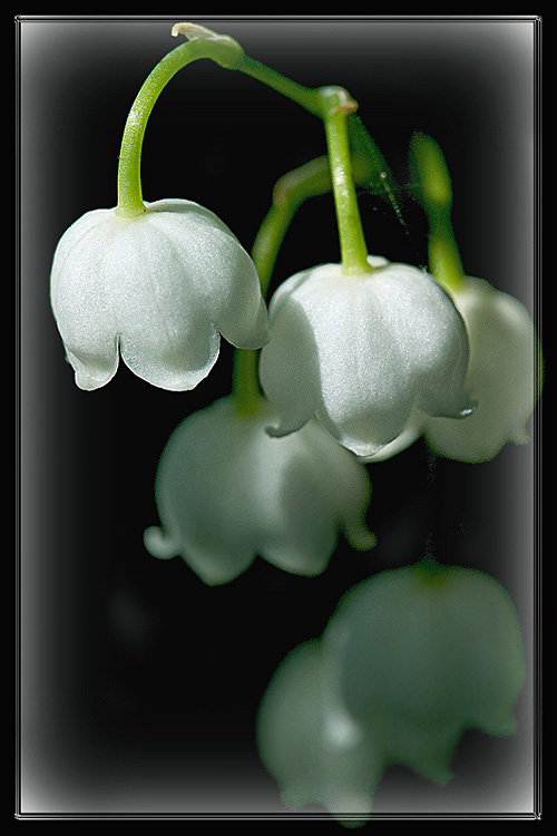 photo "***" tags: nature, macro and close-up, flowers