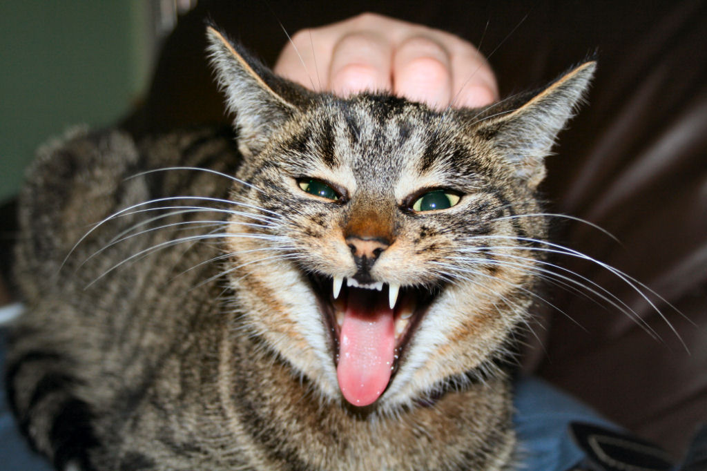 photo "Beware of Cat!" tags: nature, humor, pets/farm animals