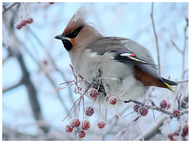 photo "The frosty weather" tags: nature, wild animals