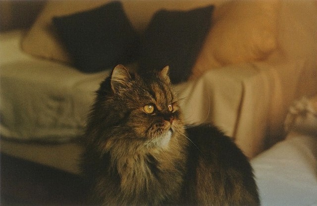 фото "Simba, my cat" метки: природа, разное, домашние животные