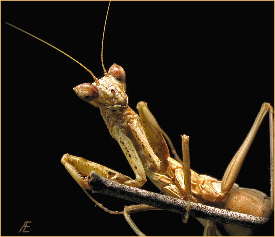 photo "The old fighter" tags: macro and close-up, nature, insect