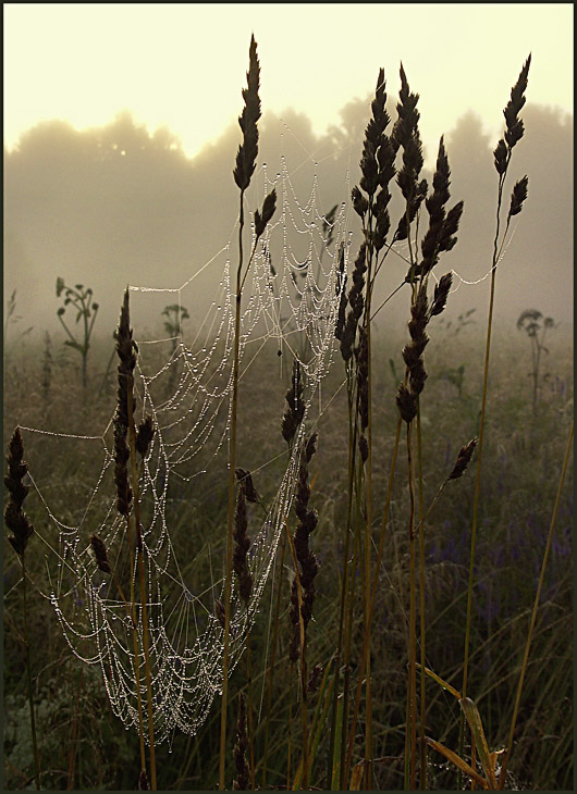 photo "Summer morning with dewdrops" tags: landscape, summer