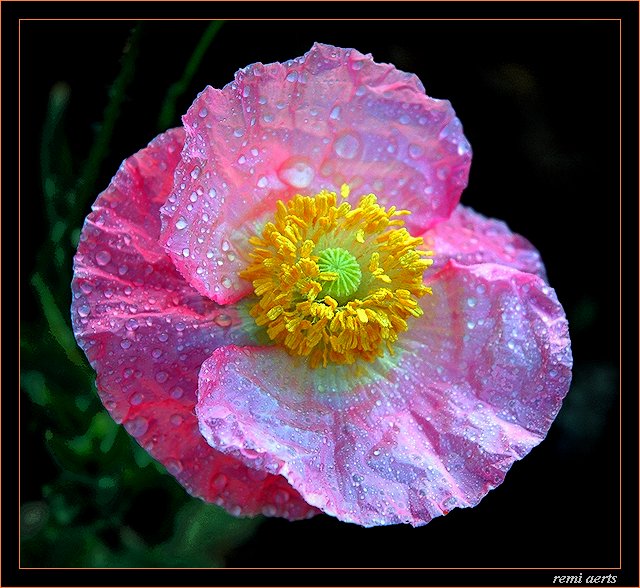 photo "Papaver argemone" tags: nature, macro and close-up, flowers