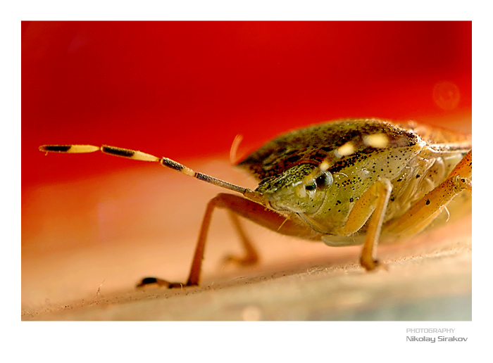 photo "I smell pretty" tags: macro and close-up, nature, insect