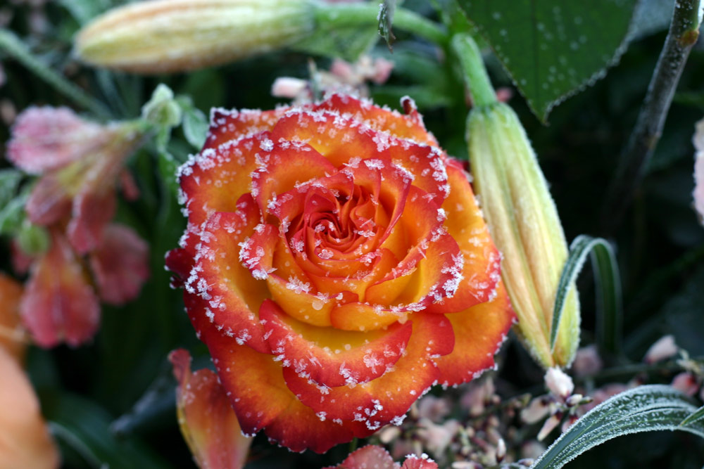 фото "Flowers in Wintertime" метки: , 