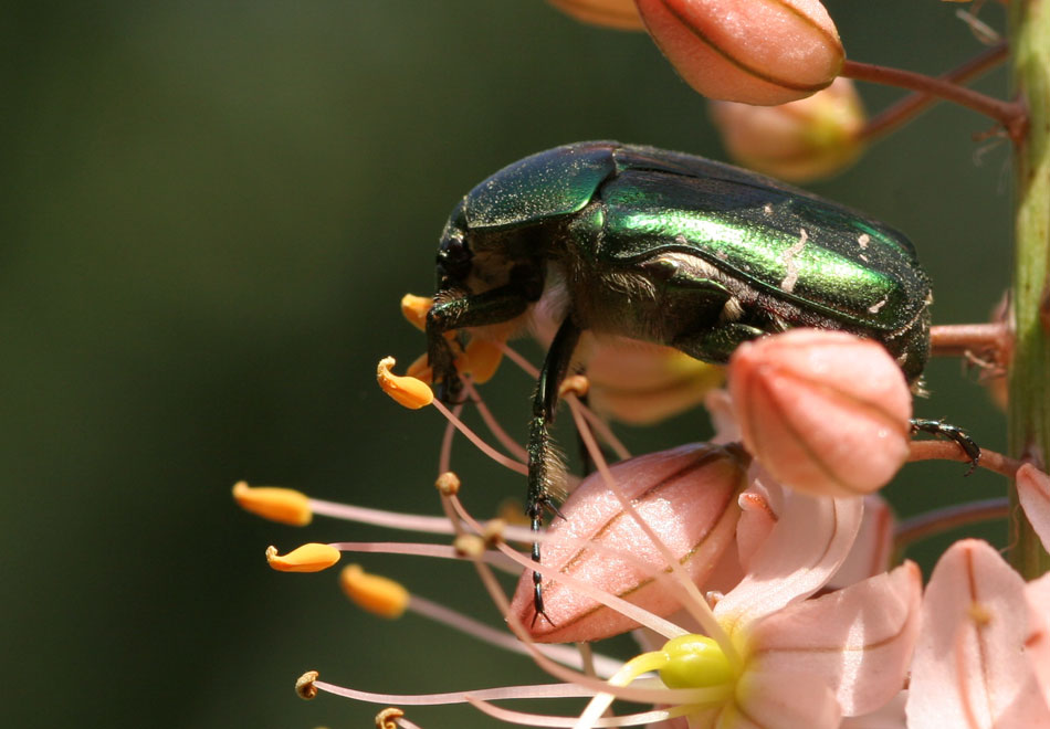 photo "beetle" tags: nature, insect