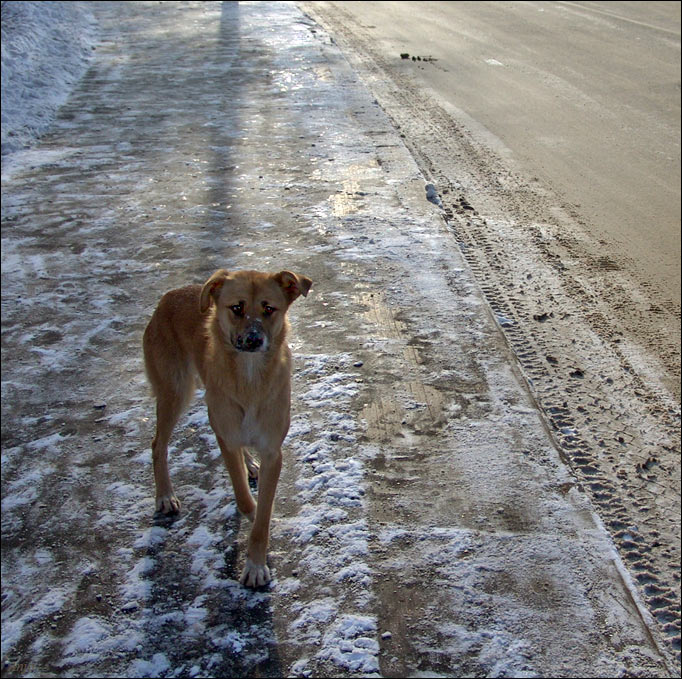 photo "out of the flock" tags: genre, 