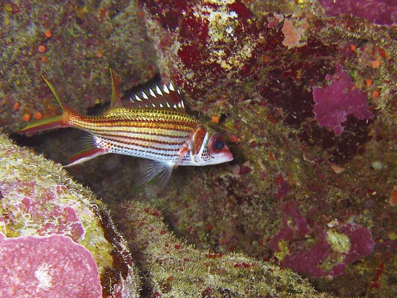 photo "Bloodspot aquirrelfish" tags: underwater, nature, 