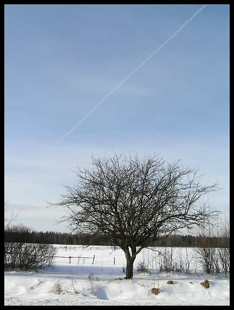 photo "The Tree, the Winter and the Plane" tags: landscape, nature, winter