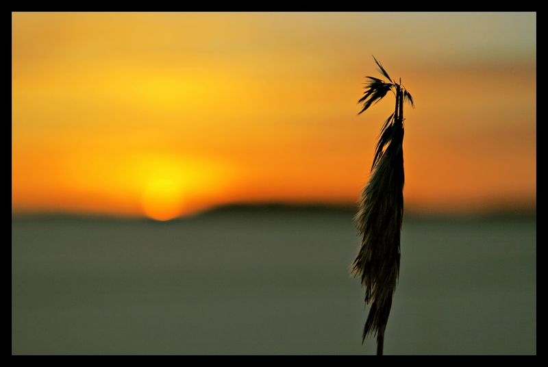 photo "Sunset reed" tags: landscape, sunset