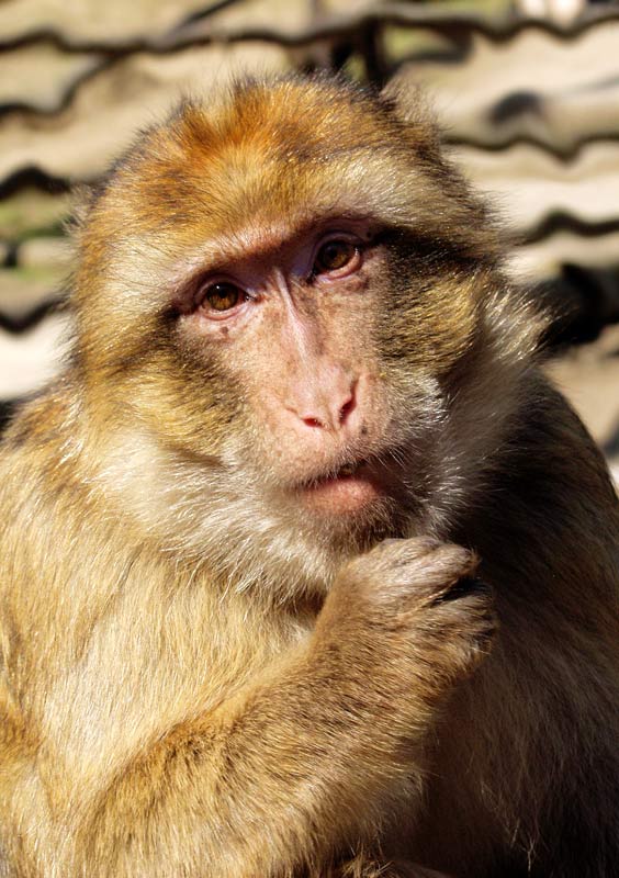 photo "i will fight with klitschko" tags: nature, portrait, wild animals