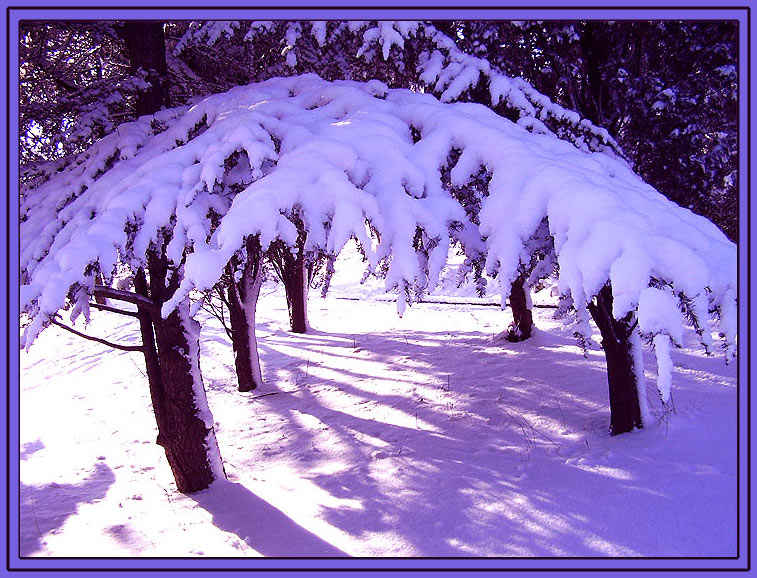 фото "Snow Fairy Tale" метки: пейзаж, лес
