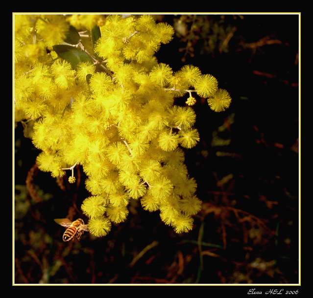 photo "Winter blossom" tags: nature, macro and close-up, flowers