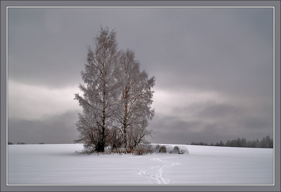 photo "Gloomy winter picture" tags: landscape, winter