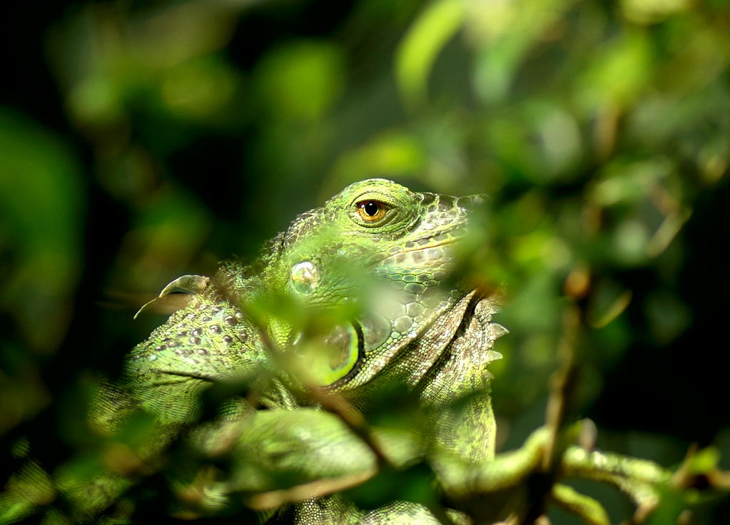 photo "Watching you!" tags: nature, wild animals