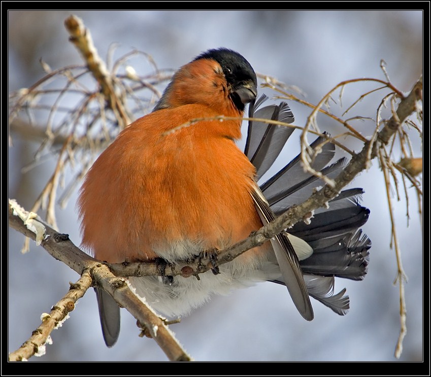 photo "Bullfinch" tags: nature, wild animals