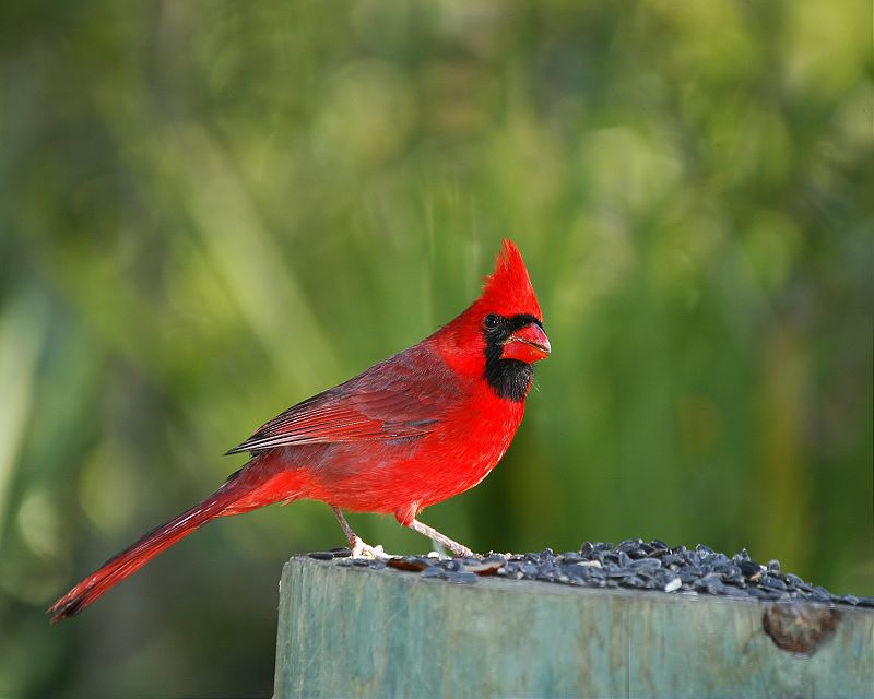 photo "Male Red Cardinal" tags: nature, wild animals