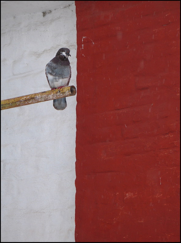 photo "Pigeon" tags: nature, architecture, landscape, wild animals