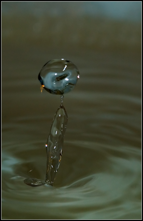 photo "Alien" tags: macro and close-up, still life, 