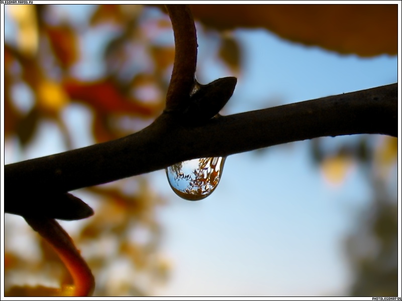 photo "Drop Life" tags: macro and close-up, 