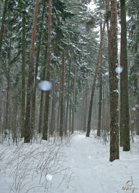 photo "Track in snow" tags: landscape, forest