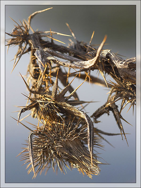 photo "Mean Mr.Spike" tags: macro and close-up, nature, flowers