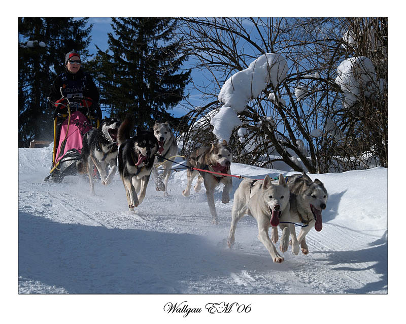photo "Woman and dogs" tags: sport, 
