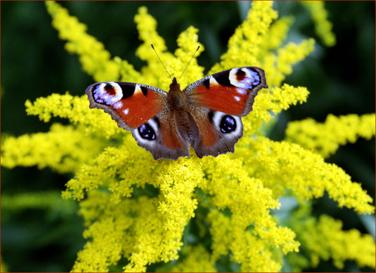 фото "Павлиний глаз на золотарнике" метки: природа, насекомое, цветы