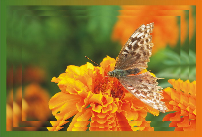 photo "***" tags: nature, flowers, insect