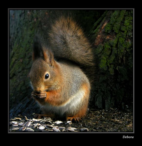 photo "***" tags: nature, wild animals