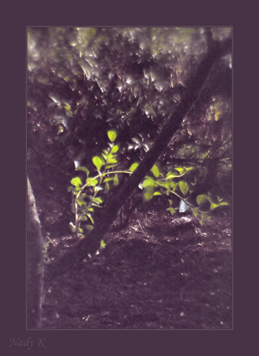 photo "It is young-is green..." tags: nature, flowers