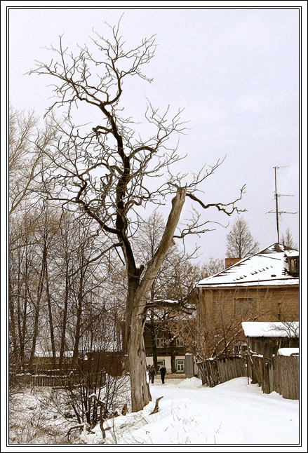 photo "Tree #2" tags: landscape, winter