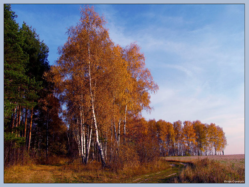 фото "Золотая осень" метки: пейзаж, осень