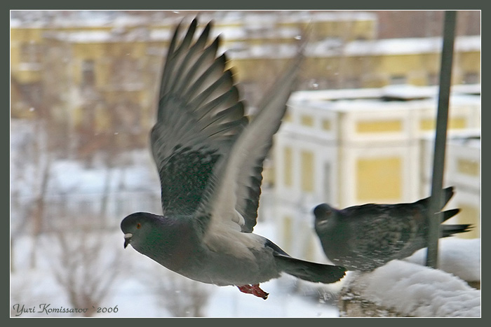 фото "Прощай моя голубка" метки: природа, жанр, дикие животные