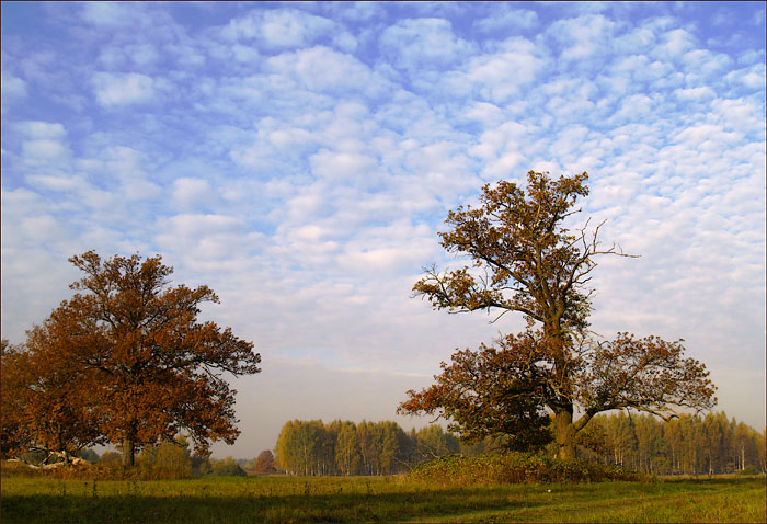 photo "One more banal autumn landscape." tags: landscape, autumn, forest