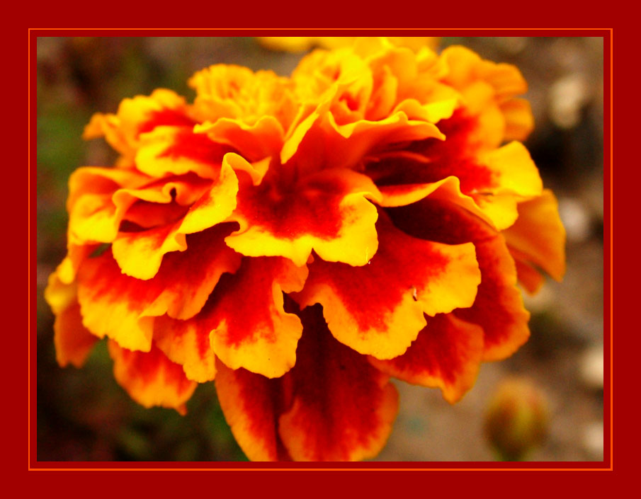 photo "***" tags: nature, macro and close-up, flowers