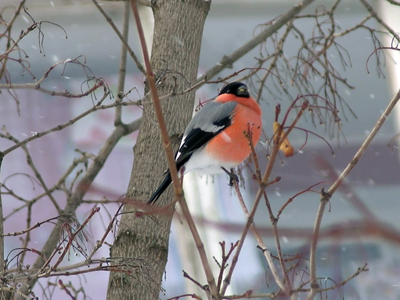 photo "***" tags: nature, wild animals