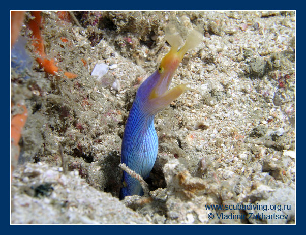 photo "Blue ribbon eel" tags: underwater, nature, wild animals